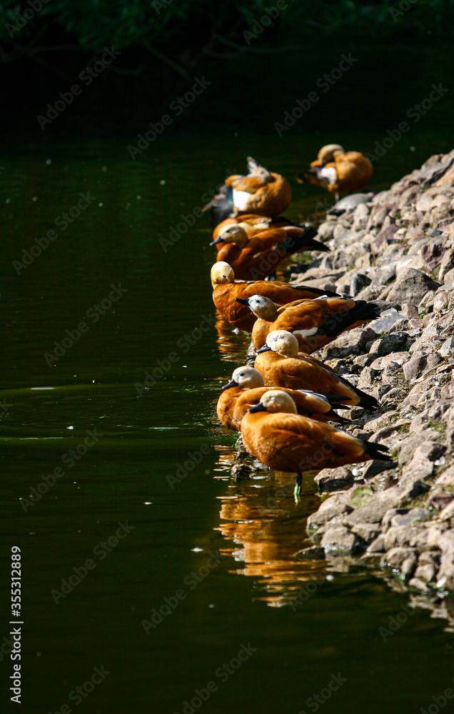 Ruddy shelducks by the water in summer