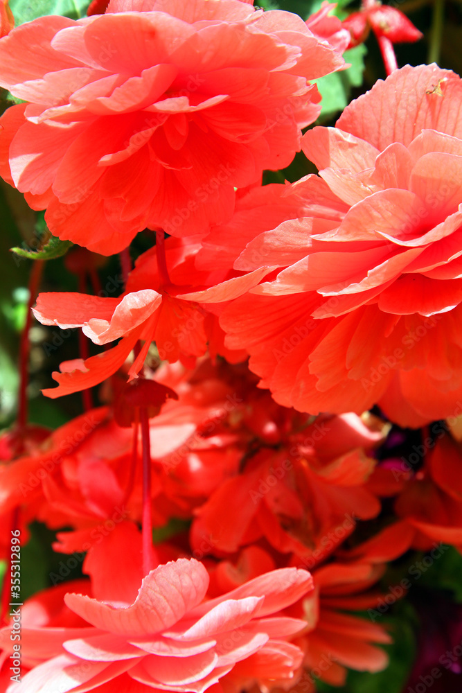 Beautiful red begonia flowers in pot plan surrounded by green leaves