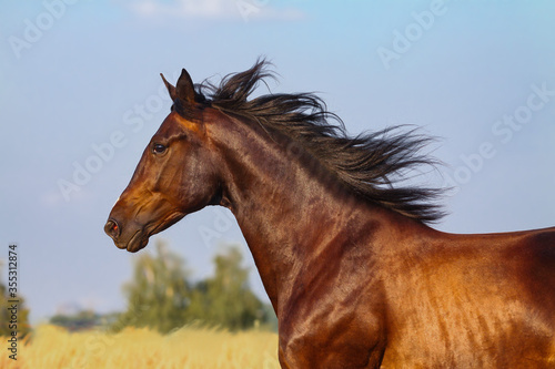 Beautiful bay horse portrait © Mari_art
