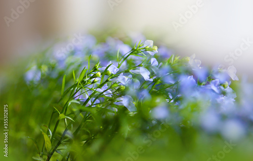 Blue flowers indoors