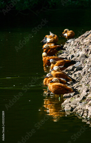 Obraz na płótnie Ruddy shelducks by the water in summer w salonie