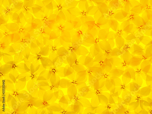 Background of transparent yellow-orange five-petalled flowers; back light; mid-view