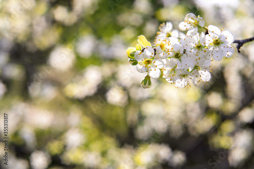 Spring blossom background of orchard (garden). Apple or cherry flowers at sunny day. Spider within. Beautiful nature scene. Old manual focus lens, hard bokeh, flare (glare). Selective soft focus.