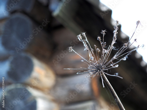 Dried inflorescence of plant against the background of an old wooden house made of logs