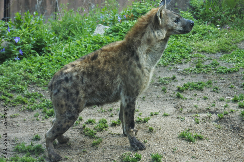 Spotted hyena is watching and concentrating something. Spotted hyena is watching and concentrating something.