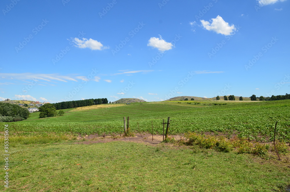 Obraz premium green grass and blue sky