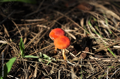 red cap mushroom