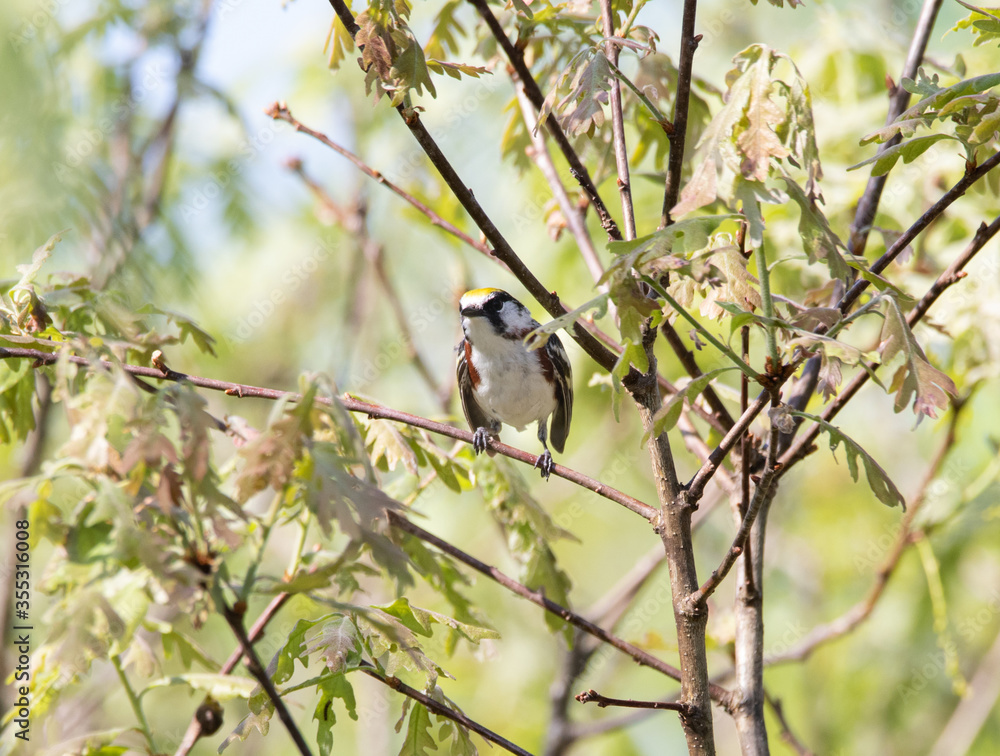 A Chestnut-sided Warbler in a shrub at Torrance Barrens conservation park in Muskoka in June
A Chestnut-sided Warbler in a shrub at Torrance Barrens conservation park in Muskoka in June
