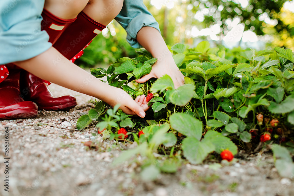 Fototapeta premium Children's hands collect organic strawberries in the garden on the farm