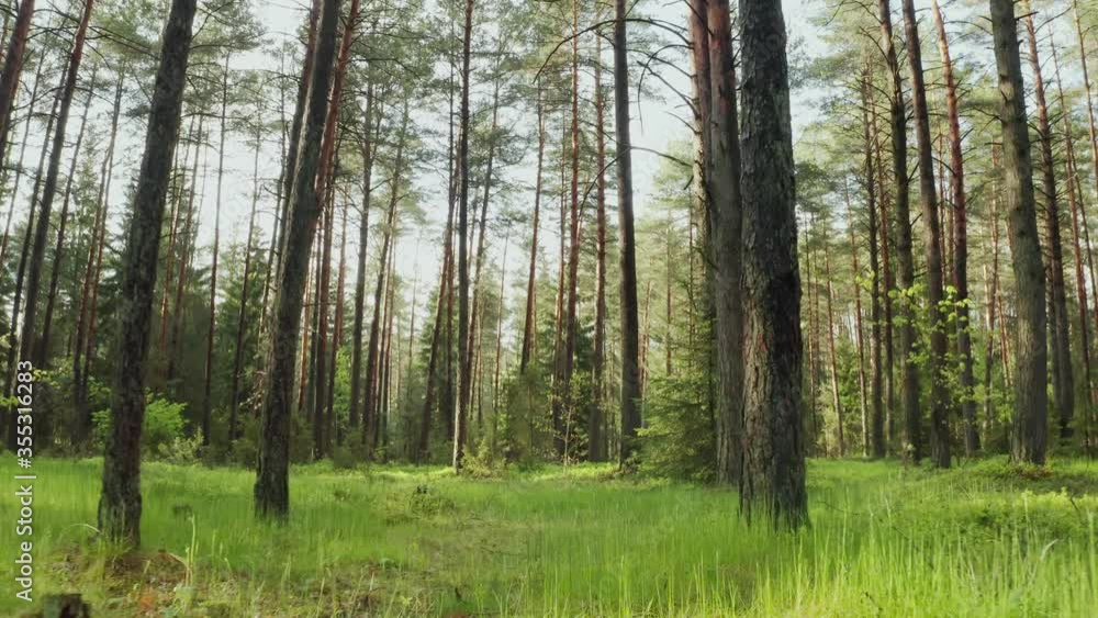 Sunny day in pine forest, slide camera between tall green trees in bright sun light. Summer in woodland. Drone flies simulated dolly movement. Cinematic, beautiful natural background in motion Sunny day in pine forest, slide camera between tall green trees in bright sun light. Summer in woodland. Drone flies simulated dolly movement. Cinematic, beautiful natural background in motion