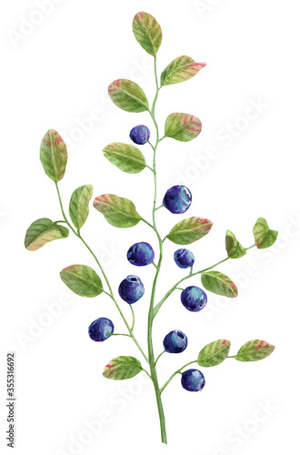 Blueberry Bush watercolors and colored pencils