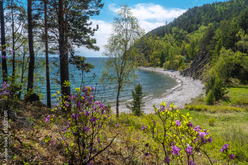 Ledum bushes on the shore of Lake Baikal