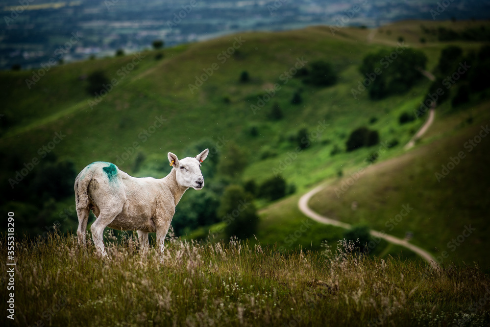 Obraz premium sheep in green meadow with winding path in background
