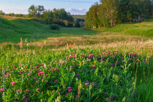 Blooming clover grows against the backdrop of a picturesque valley