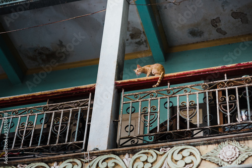 cat sitting on balcony fence