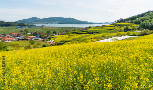 바닷가의 노란 유채꽃 마을