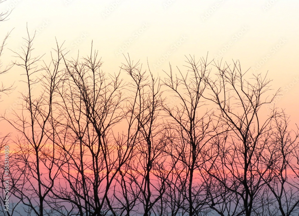 日本の田舎の風景 1月 夕焼と裸木のシルエット 日本の田舎の風景 1月 夕焼と裸木のシルエット