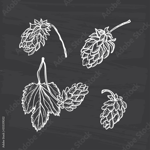 Beer Hops Vector Set. Common Hop or Humulus Lupulus Branch. Leaf and Cones
