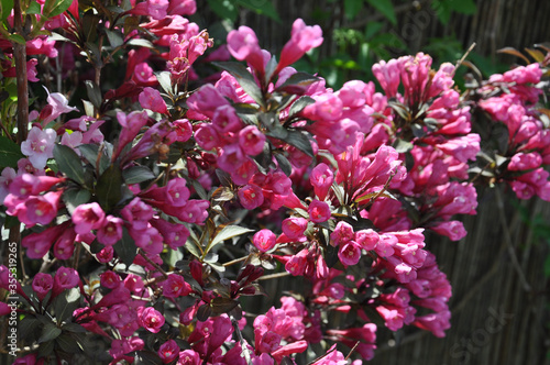 Krzew krzewuszka z pięknymi różowymi kwiatami oraz ciemnozielonymi liśćmi