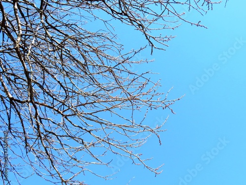 日本の田舎の風景 1月 花 梅の蕾と青空