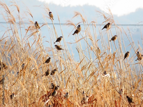 日本の田舎の風景　1月　むら雀と枯れすすき