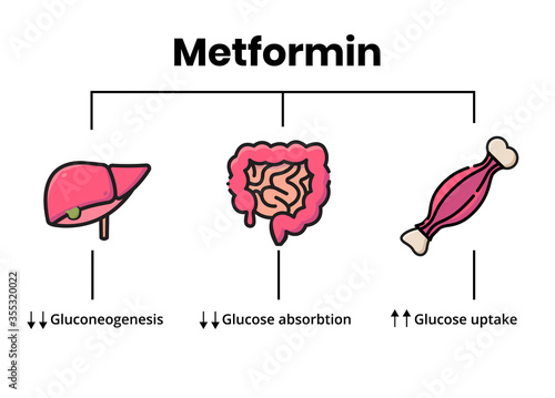 Metformin mechanism of action. Vector illustration of the metformin target organs.