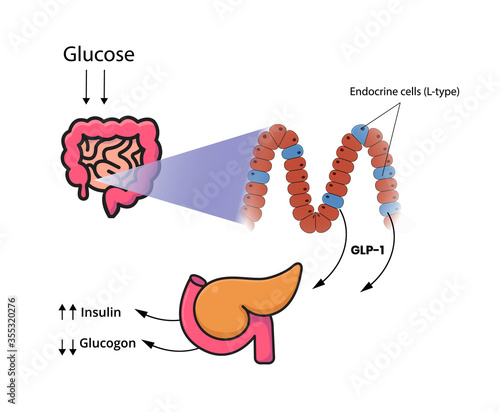 GLP-1 release by the cells of the small intestine and colon. L-cells produce glucagon-like peptide in response to glucose
