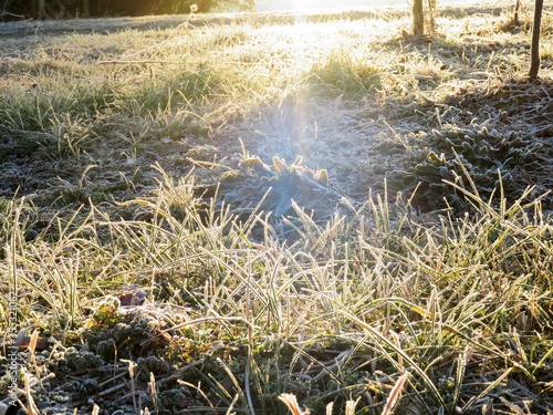 日本の田舎の風景 1月 冬の霜の朝 朝日と草原