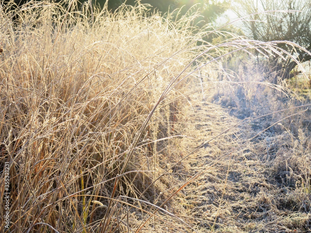 日本の田舎の風景 1月 冬の霜の朝 朝日と草叢 日本の田舎の風景 1月 冬の霜の朝 朝日と草叢