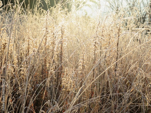日本の田舎の風景　1月　冬の霜の朝　朝日と草叢