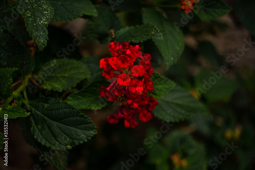 red rose in the garden © rafael