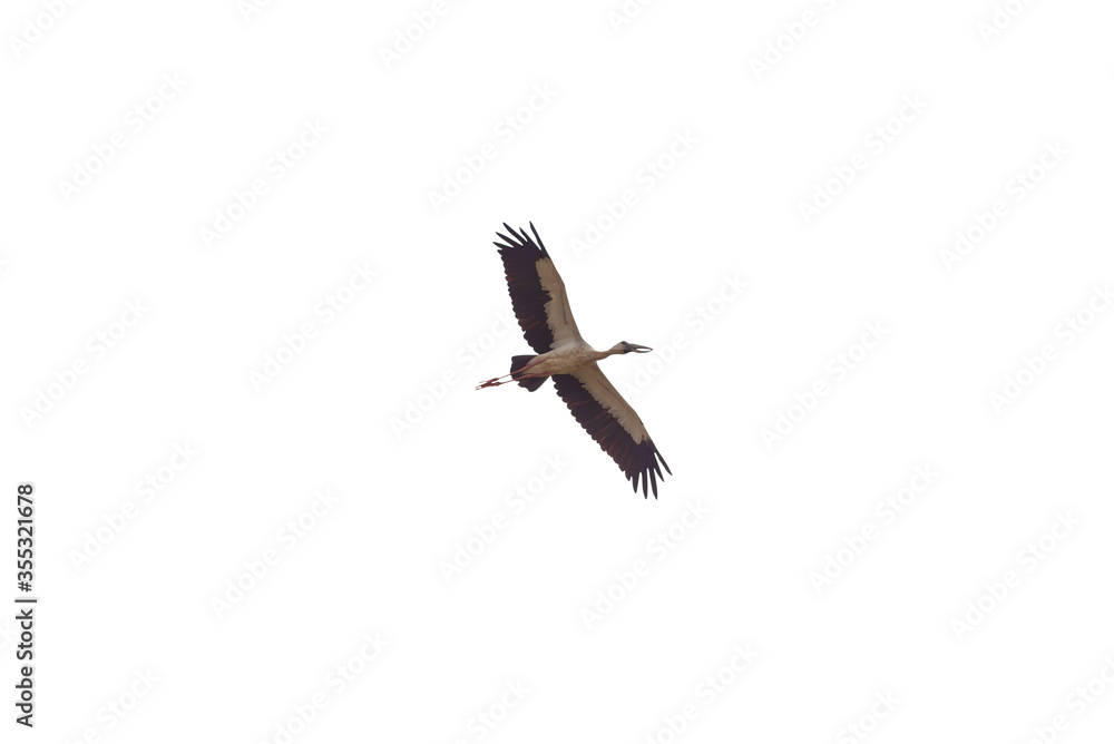 Obraz premium Asian openbill isolated on white background. 