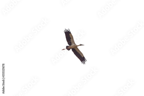 Asian openbill isolated on white background. 