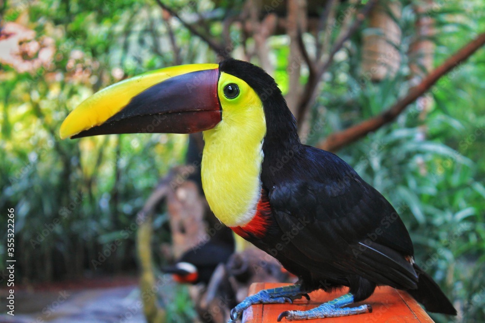 Naklejka premium toucan on a branch