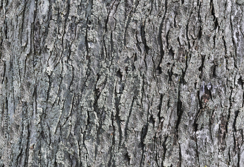 Tree Bark Texture
This mage texture is a set of metrics calculated in image processing designed to quantify the perceived texture of an image. Image texture gives us information Tree Bark Texture
This mage texture is a set of metrics calculated in image processing designed to quantify the perceived texture of an image. Image texture gives us information