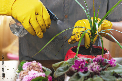 men's hands in yellow gloves sprinkles dracaena in red pot on background of violet leaves