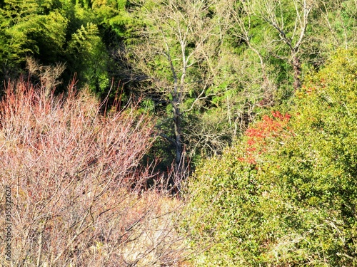 日本の田舎の風景 1月 山の木々とクロガネモチの赤い実
