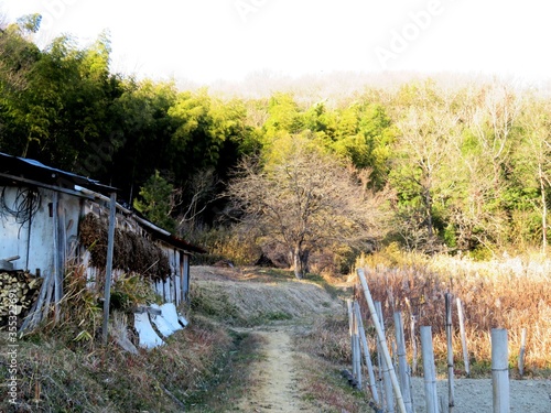 日本の田舎の風景 1月 冬の田舎道 柿の木