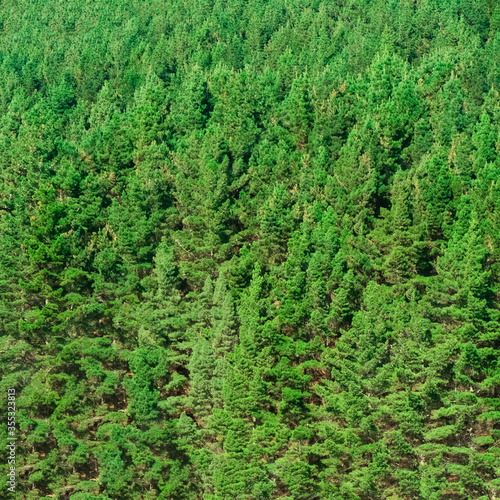 Green Pine Forested mountain slope with the evergreen conifers shrouded in a scenic landscape view in New Zealand 