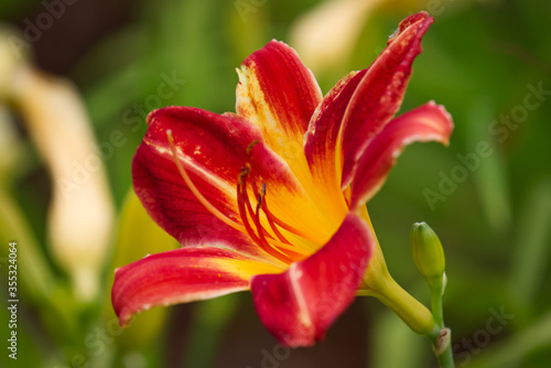A beautiful red and yellow daylily with a blurred background. © Joe