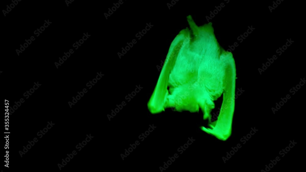 Megabat (Fruit bat) hanging upside down filmed in night vision Stock