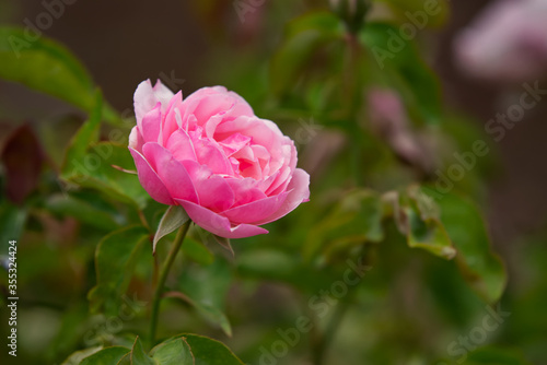 A beautiful perfect pink rose with a blurred background.