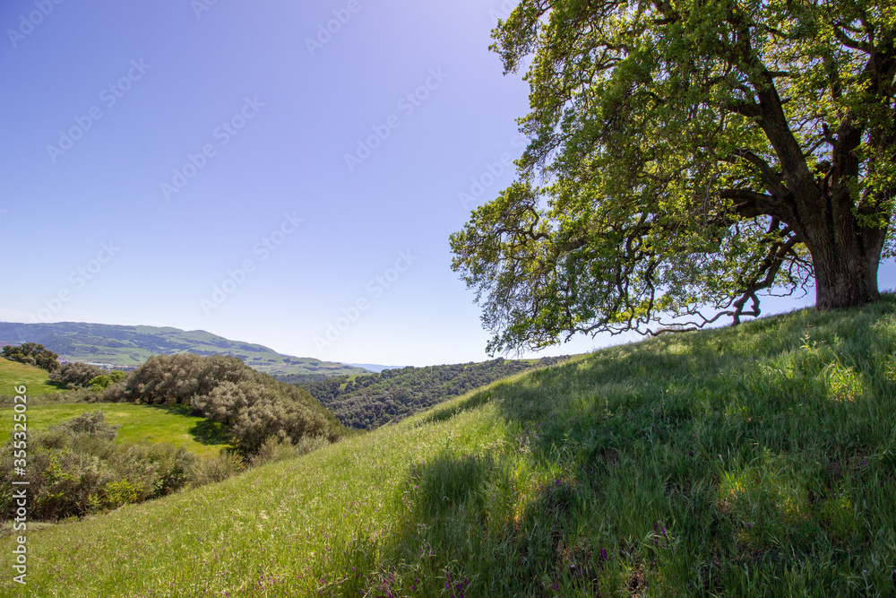 Oak tree in Pleasanton Ridge Park in the East Bay, California Oak tree in Pleasanton Ridge Park in the East Bay, California