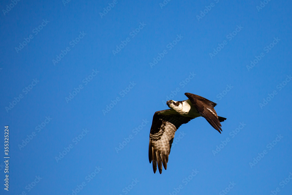 Osprey (Pandion haliaetus) flying in a blue sky in May Osprey (Pandion haliaetus) flying in a blue sky in May