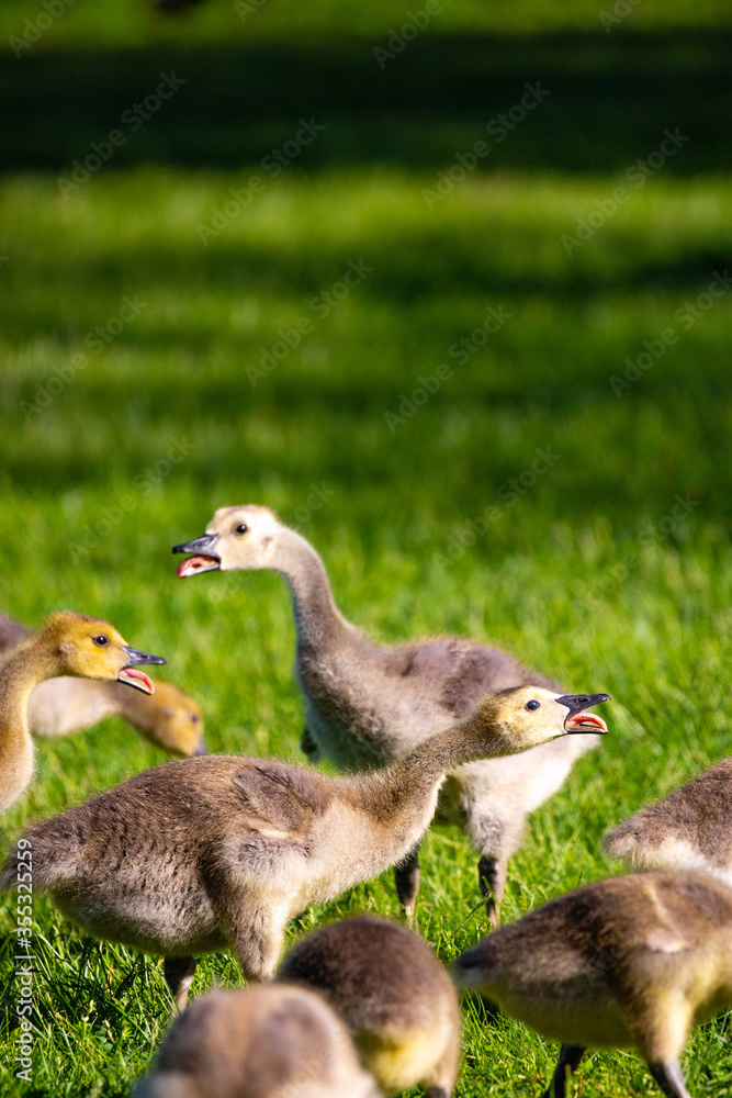 Canada goose (Branta canadensis) goslings talking with their tongues out in the springtime Canada goose (Branta canadensis) goslings talking with their tongues out in the springtime