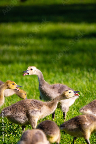Canada goose (Branta canadensis) goslings talking with their tongues out in the springtime © mtatman