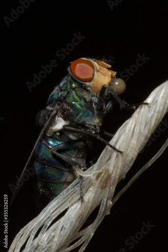 Flies or fly is a small insects that are usually around us