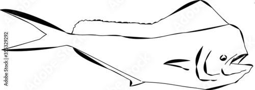 Mahi Mahi fish or dolphin fish outline
