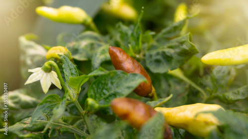 Wallpaper Mural Rotten chillies before the harvest season. Good pest prevention can reduce the risk of crop failure Torontodigital.ca