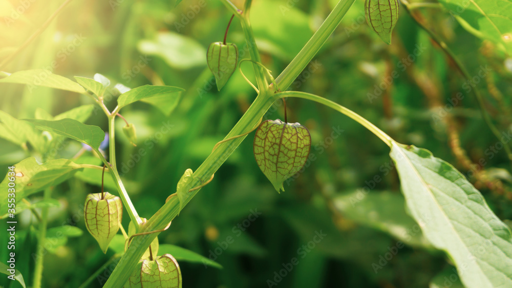 Physalis angulata, a fruit with the efficacy of treating various diseases such as diabetes and others